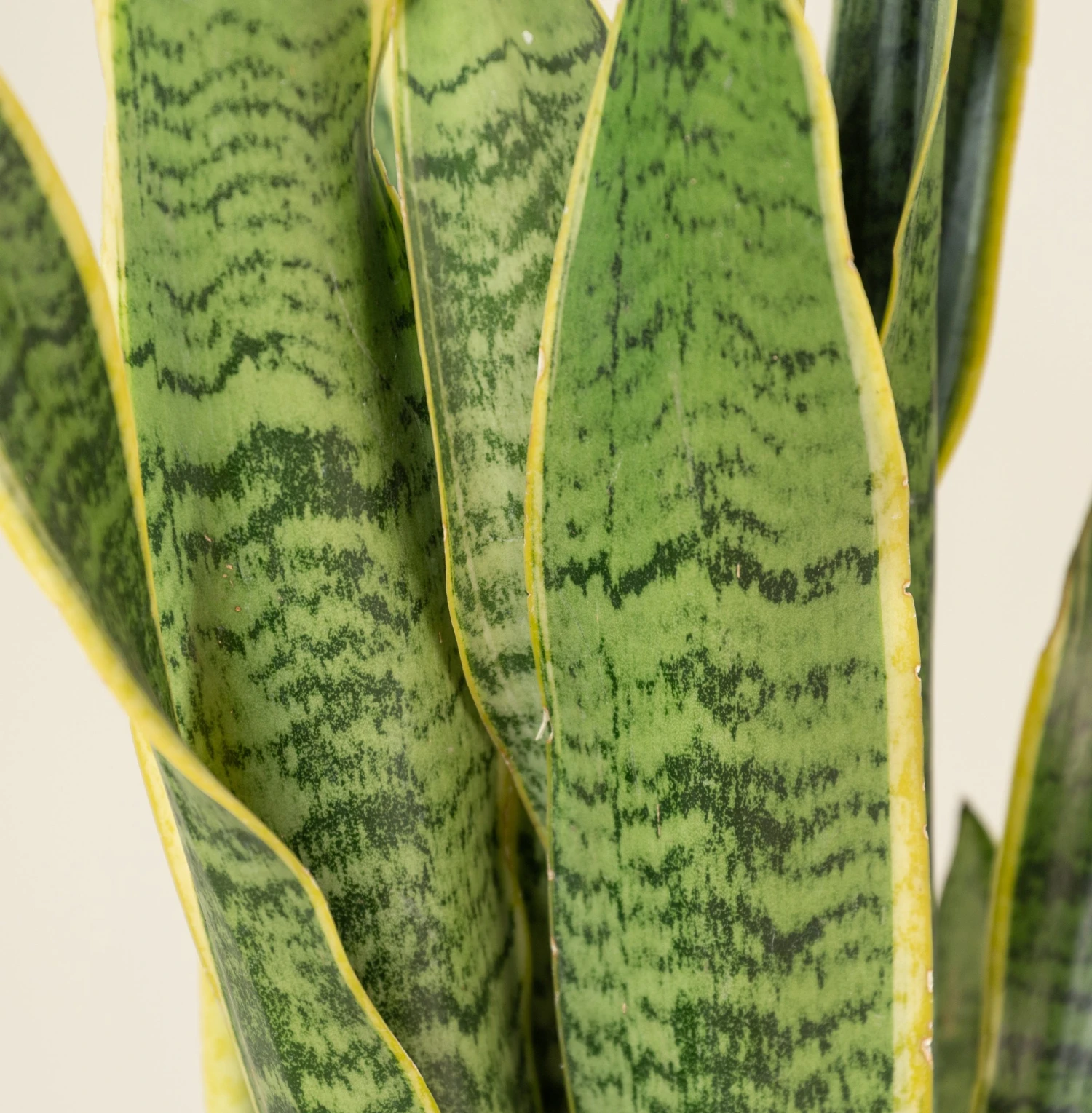 Sansevieria Trifaciata Laurentii 2 Sansevieria Trifaciata Laurentii - Image 2