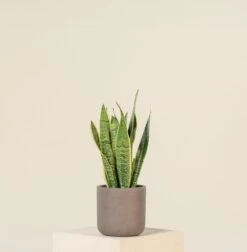 Sansevieria Trifaciata Laurentii 15 Sansevieria Trifaciata Laurentii -Plant Discount Store SAN 1.5 2 scaled 1