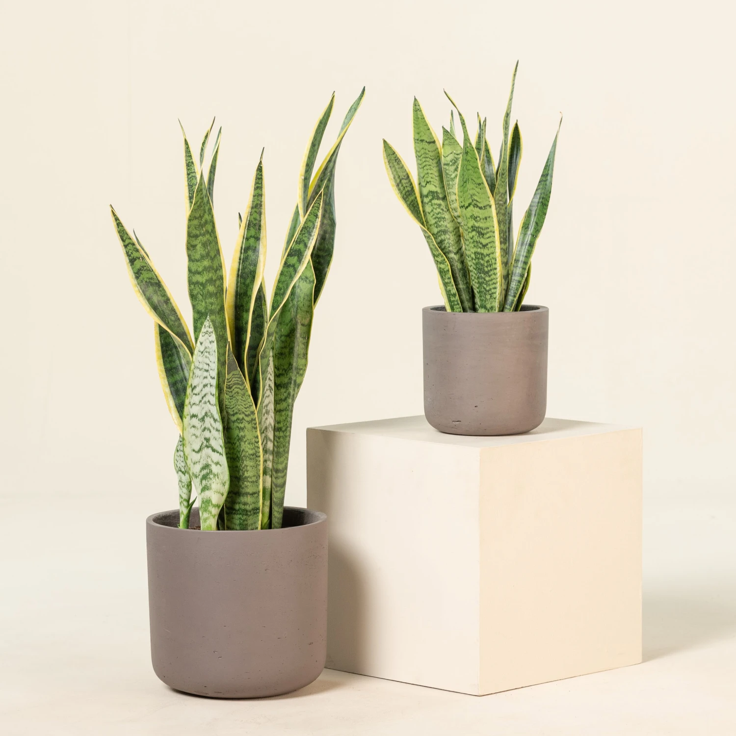 Sansevieria Trifaciata Laurentii 1 Sansevieria Trifaciata Laurentii