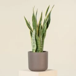 Sansevieria Trifaciata Laurentii 12 Sansevieria Trifaciata Laurentii -Plant Discount Store SAN 5 8 scaled 1