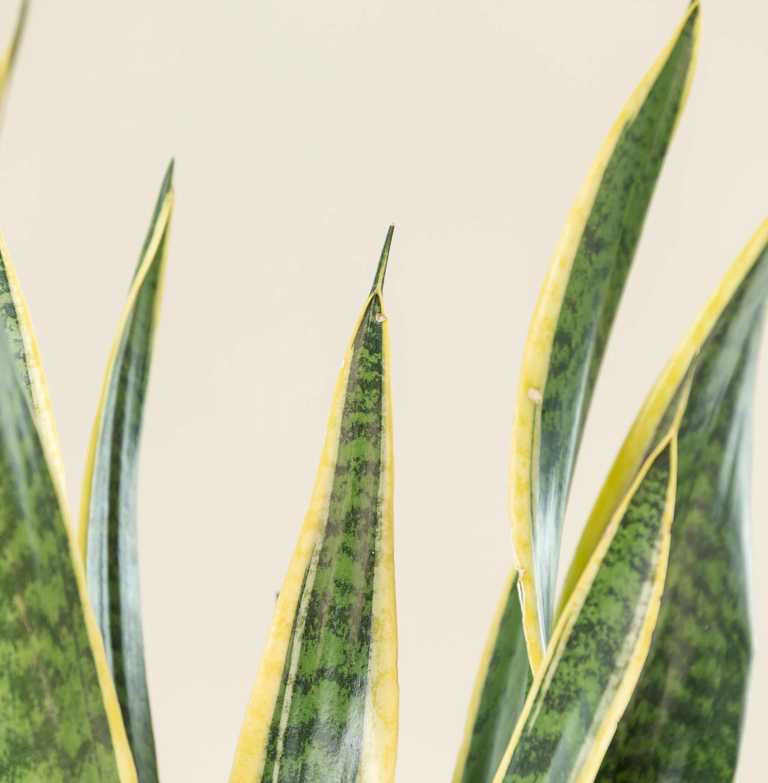 Sansevieria Trifaciata Laurentii 7 Sansevieria Trifaciata Laurentii - Image 7