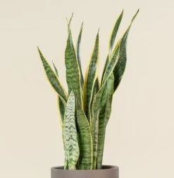 Sansevieria Trifaciata Laurentii 11 Sansevieria Trifaciata Laurentii -Plant Discount Store SAN 7 scaled 1