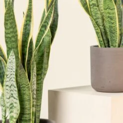 Sansevieria Trifaciata Laurentii 10 Sansevieria Trifaciata Laurentii -Plant Discount Store SAN 9 scaled 1