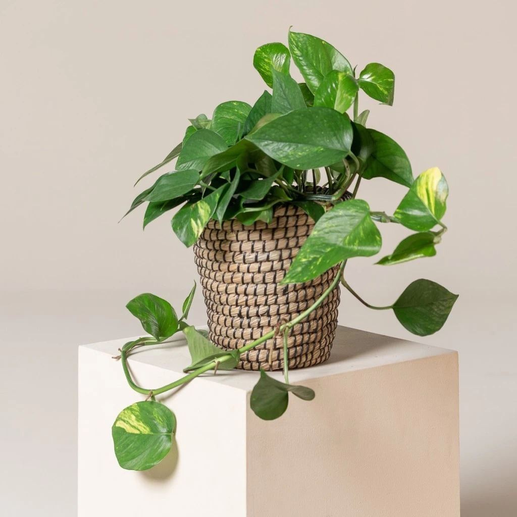 Scindapsus Aureus 1 Scindapsus Aureus