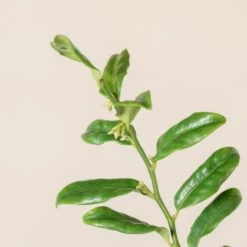 Sarcococca Confusa 9 Sarcococca Confusa -Plant Discount Store SCO 10 1 scaled 1