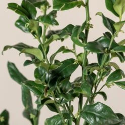 Sarcococca Confusa 10 Sarcococca Confusa -Plant Discount Store SCO 10 2 scaled 1