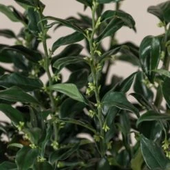 Sarcococca Confusa 11 Sarcococca Confusa -Plant Discount Store SCO 10 3 scaled 1