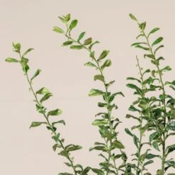 Sarcococca Confusa 8 Sarcococca Confusa -Plant Discount Store SCO 10 4 scaled 1