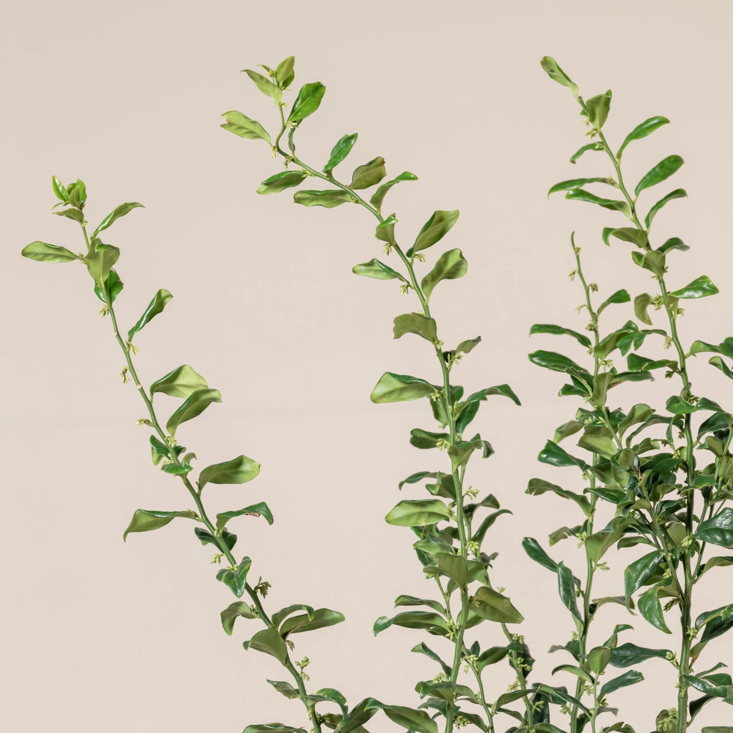 Sarcococca Confusa 3 Sarcococca Confusa - Image 3