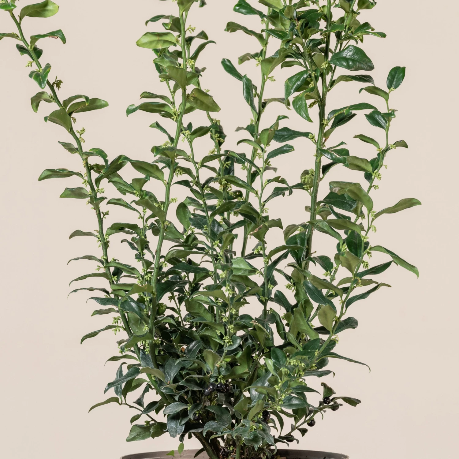 Sarcococca Confusa 2 Sarcococca Confusa - Image 2