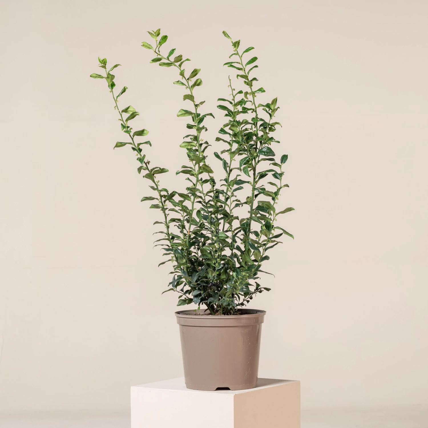 Sarcococca Confusa 1 Sarcococca Confusa