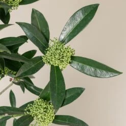 Skimmia X Confusa ‘Kew Green’ 13 Skimmia X Confusa ‘Kew Green’ -Plant Discount Store SKG 1 scaled 1