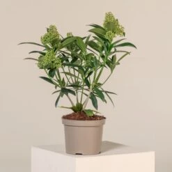 Skimmia X Confusa ‘Kew Green’ 10 Skimmia X Confusa ‘Kew Green’ -Plant Discount Store SKG 2 5 scaled 1