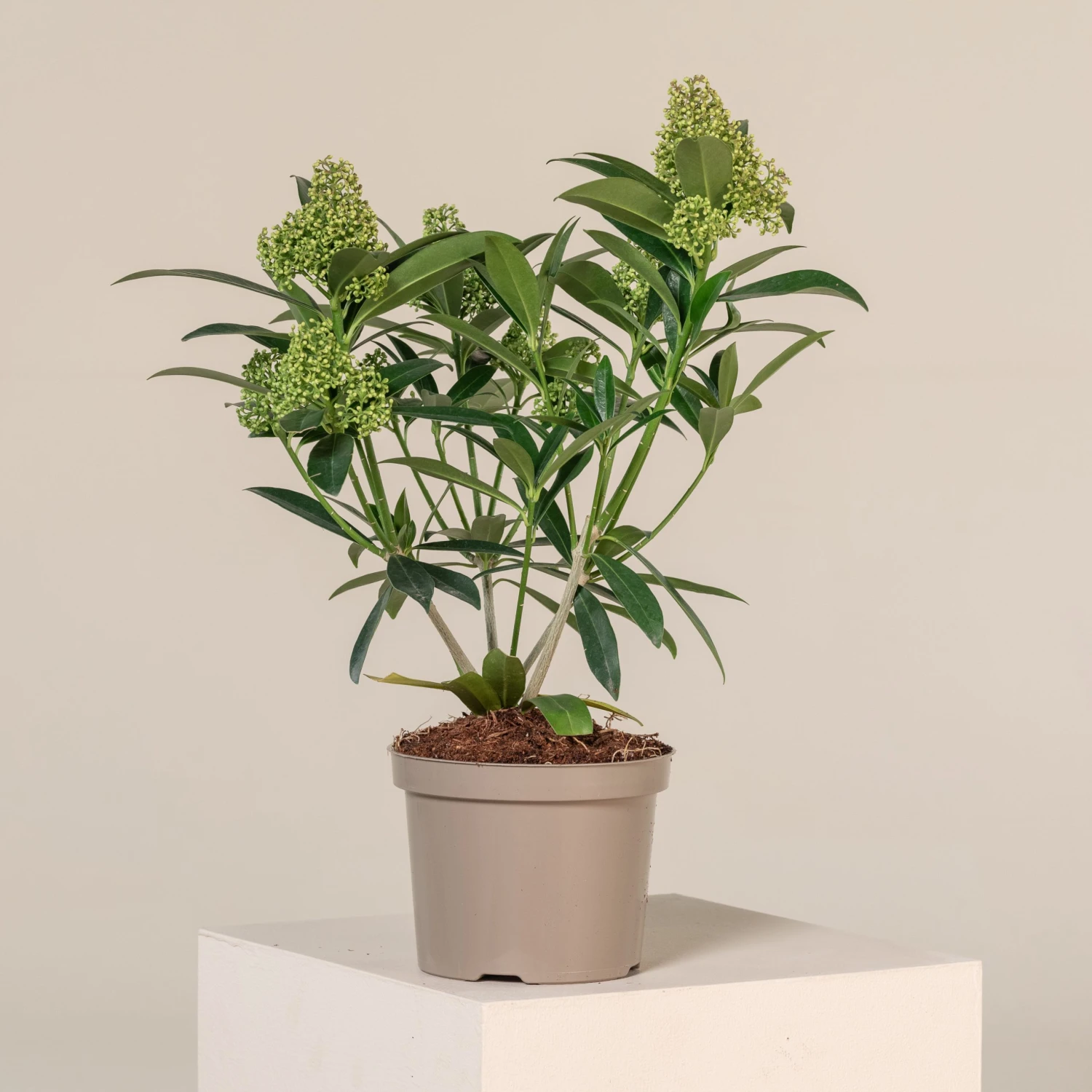 Skimmia X Confusa ‘Kew Green’ 4 Skimmia X Confusa ‘Kew Green’ - Image 4