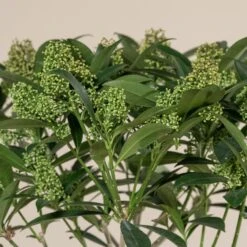 Skimmia X Confusa ‘Kew Green’ 12 Skimmia X Confusa ‘Kew Green’ -Plant Discount Store SKG 3 scaled 1