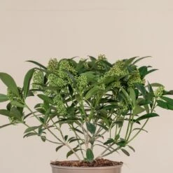 Skimmia X Confusa ‘Kew Green’ 11 Skimmia X Confusa ‘Kew Green’ -Plant Discount Store SKG 4 scaled 1