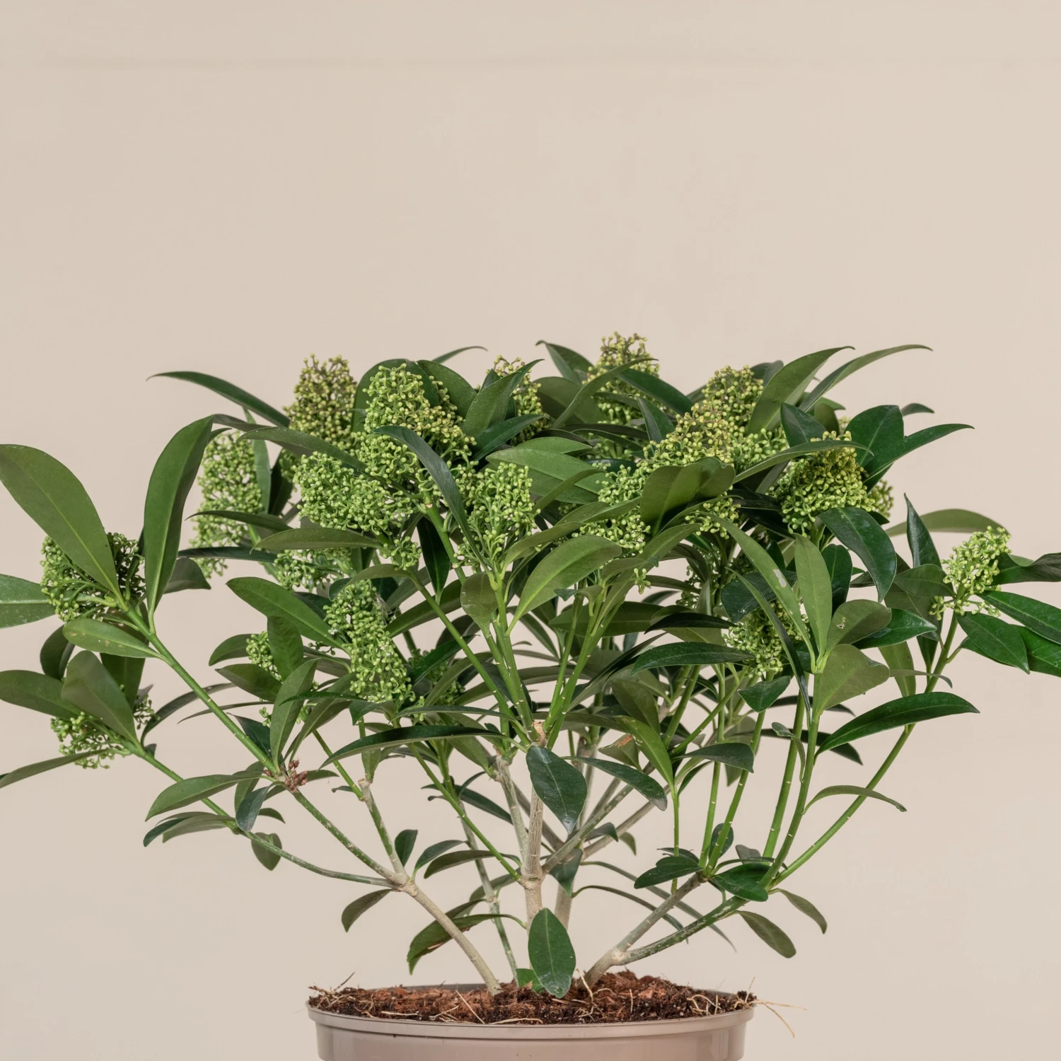 Skimmia X Confusa ‘Kew Green’ 5 Skimmia X Confusa ‘Kew Green’ - Image 5