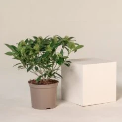 Skimmia X Confusa ‘Kew Green’ 9 Skimmia X Confusa ‘Kew Green’ -Plant Discount Store SKG 7.5 7 scaled 1