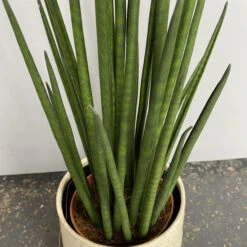 Sansevieria Bacularis ‘Mikado’ -Plant Discount Store SMK 624be4c8d4918
