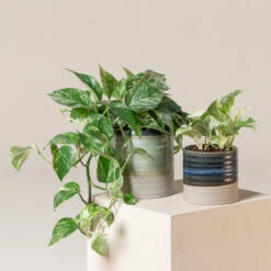 Scindapsus Aureus ‘Marble Queen’