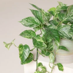 Scindapsus Aureus ‘Marble Queen’ 7 Scindapsus Aureus ‘Marble Queen’ -Plant Discount Store SMQ 3