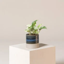 Scindapsus Aureus ‘Marble Queen’ 9 Scindapsus Aureus ‘Marble Queen’ -Plant Discount Store SMQ s