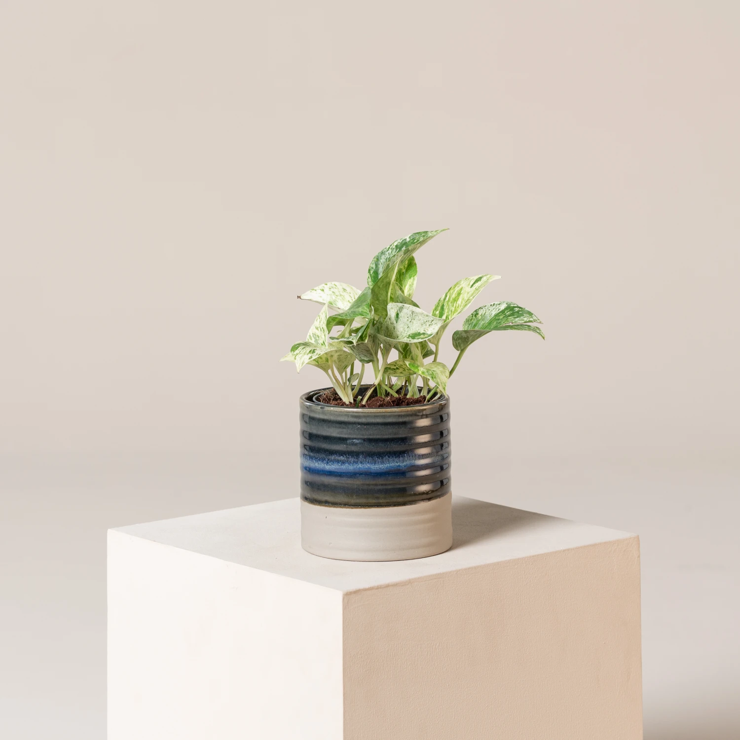 Scindapsus Aureus ‘Marble Queen’ 5 Scindapsus Aureus ‘Marble Queen’ - Image 5