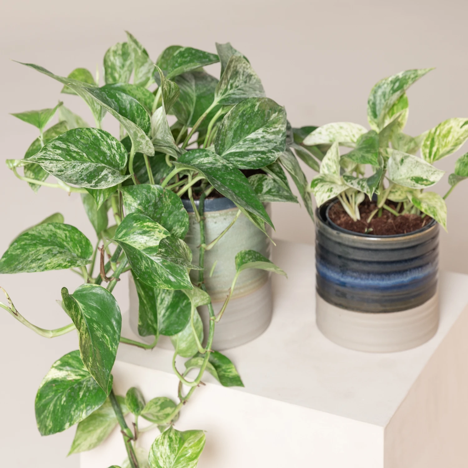 Scindapsus Aureus ‘Marble Queen’ 2 Scindapsus Aureus ‘Marble Queen’ - Image 2