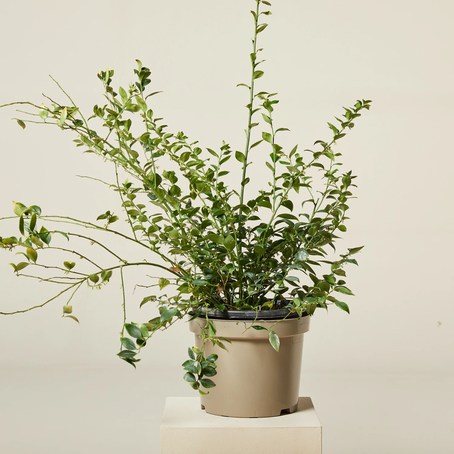 Sarcococca Ruscifolia 1 Sarcococca Ruscifolia