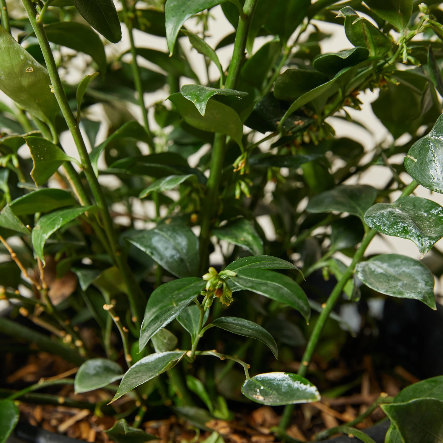 Sarcococca Ruscifolia 2 Sarcococca Ruscifolia - Image 2