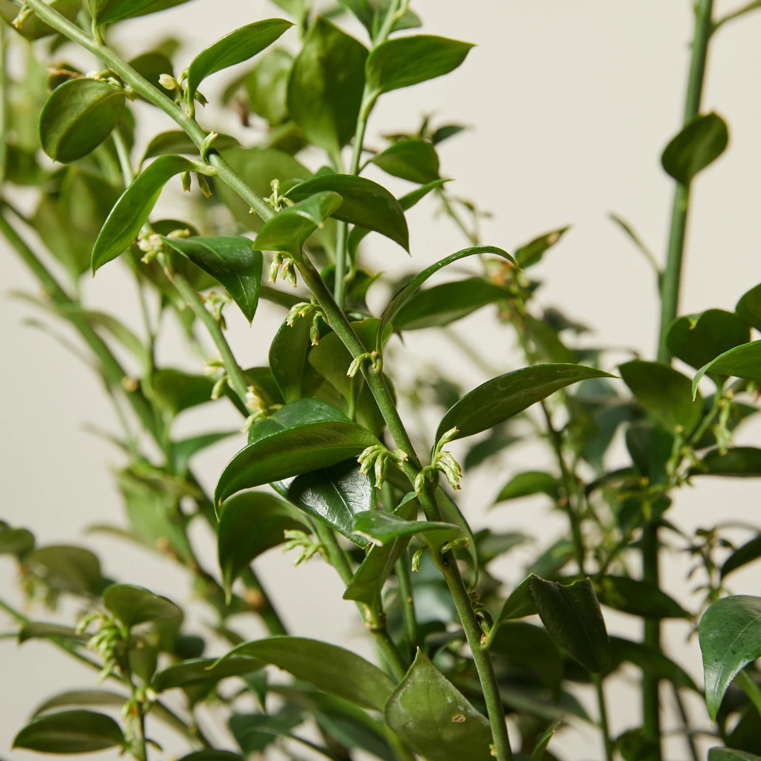 Sarcococca Ruscifolia 3 Sarcococca Ruscifolia - Image 3