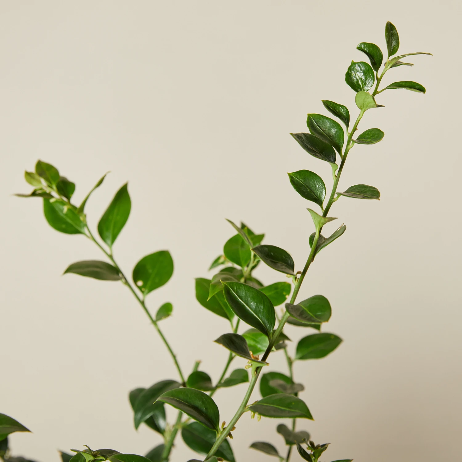 Sarcococca Ruscifolia 4 Sarcococca Ruscifolia - Image 4