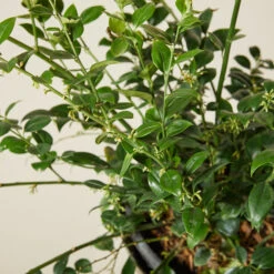 Sarcococca Ruscifolia 10 Sarcococca Ruscifolia -Plant Discount Store SRF 6138861710110