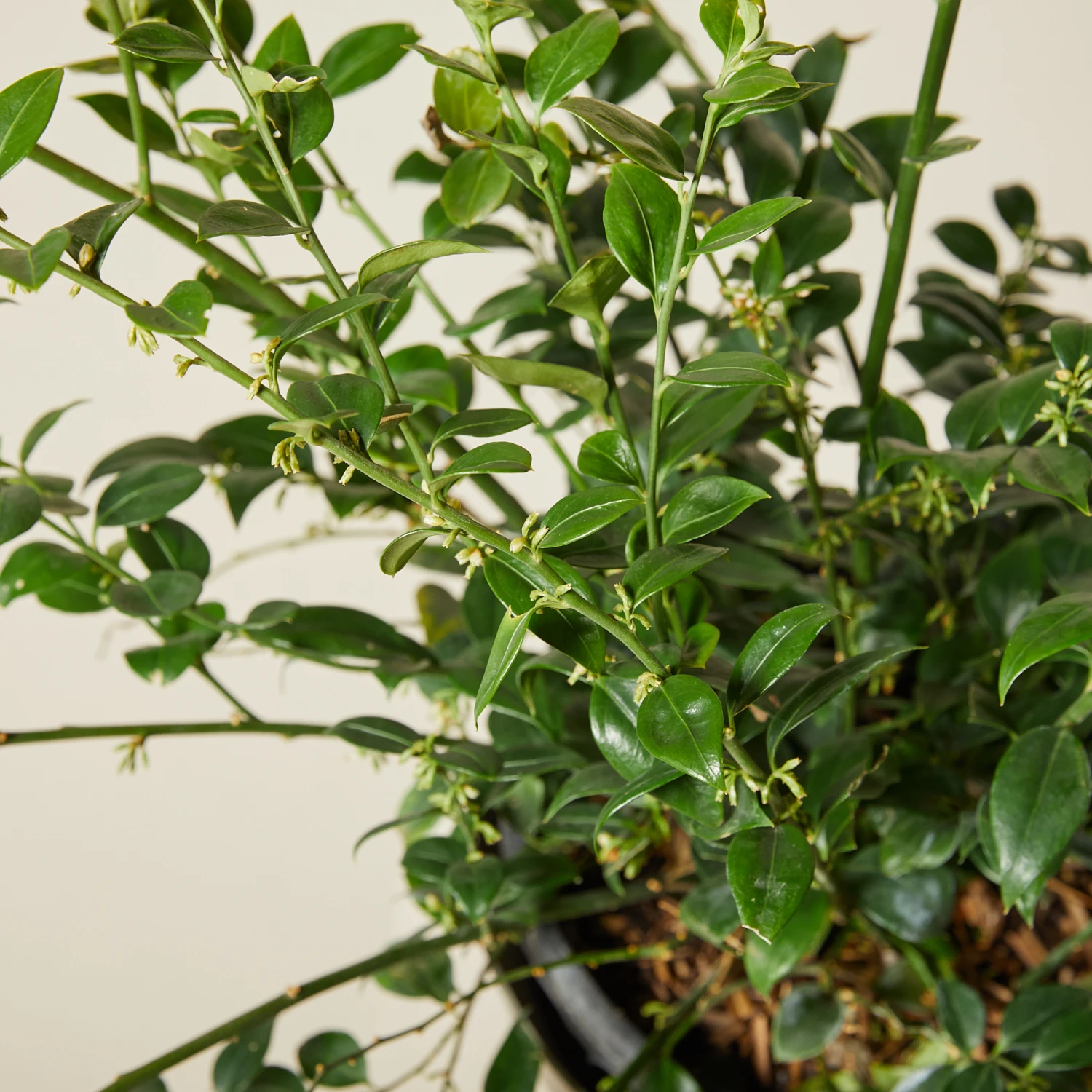 Sarcococca Ruscifolia 5 Sarcococca Ruscifolia - Image 5