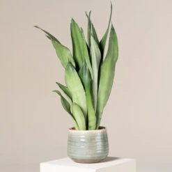 Sansevieria Trifasciata ‘Moonshine’ -Plant Discount Store STM 2 2