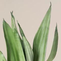 Sansevieria Trifasciata ‘Moonshine’ -Plant Discount Store STM