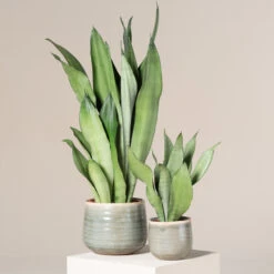 Sansevieria Trifasciata ‘Moonshine’