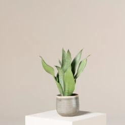 Sansevieria Trifasciata ‘Moonshine’ -Plant Discount Store STM S