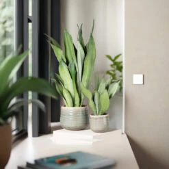 Sansevieria Trifasciata ‘Moonshine’ -Plant Discount Store STM 625123f9e99a9