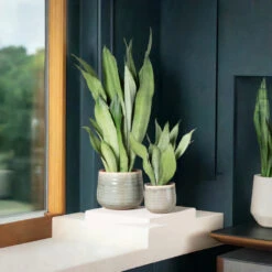 Sansevieria Trifasciata ‘Moonshine’ -Plant Discount Store STM 625123fbcd51c