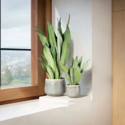 Sansevieria Trifasciata ‘Moonshine’ -Plant Discount Store STM 625123fd859e5