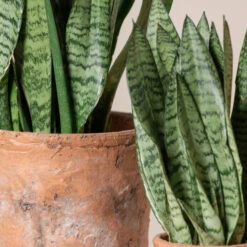 Sansevieria Zeylanica -Plant Discount Store SZE