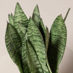 Sansevieria Zeylanica -Plant Discount Store SZE 3