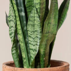Sansevieria Zeylanica -Plant Discount Store SZE 4