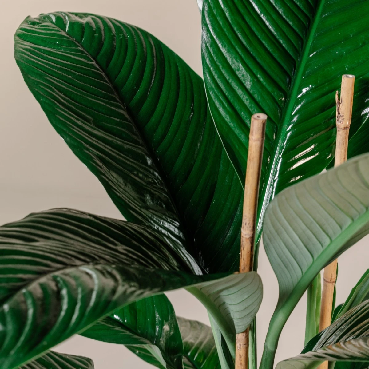 Spathiphyllum ‘Sensation’ 5 Spathiphyllum ‘Sensation’ - Image 5