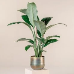 Spathiphyllum ‘Sensation’