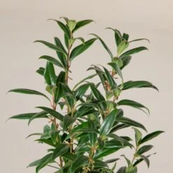 Sarcococca Hookeriana ‘Winter Gem’ 5 Sarcococca Hookeriana ‘Winter Gem’ -Plant Discount Store S 16668 5f790d6849092