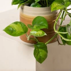 Scindapsus ‘Global Green’ 5 Scindapsus ‘Global Green’ -Plant Discount Store S 18591 6044b52557cb7 1