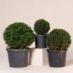 Taxus Baccata – Topiary