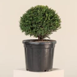 Taxus Baccata – Topiary -Plant Discount Store TAX B25 1 scaled 1